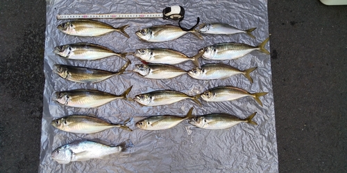 マアジの釣果