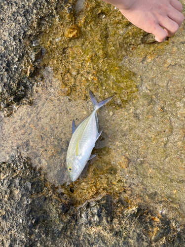 カスミアジの釣果