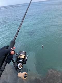 ホッケの釣果