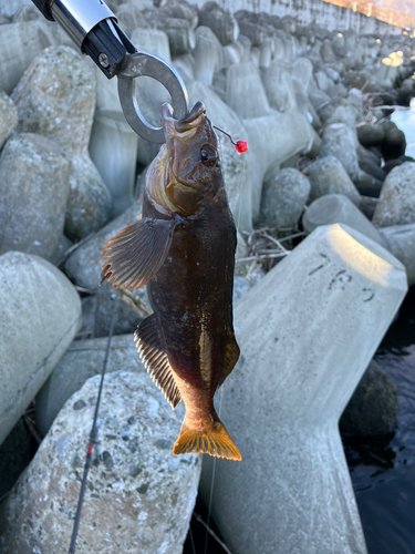 アイナメの釣果