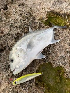 ロウニンアジの釣果