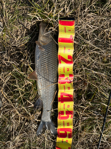 ニゴイの釣果