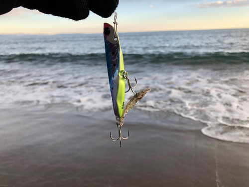 エビの釣果