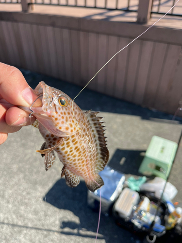 オオモンハタの釣果