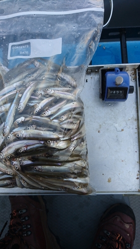 ワカサギの釣果