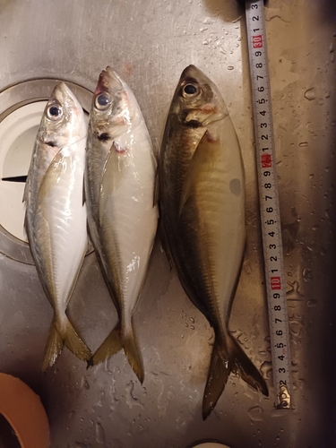 アジの釣果