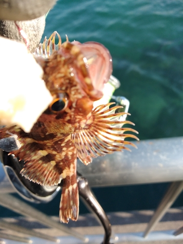 カサゴの釣果