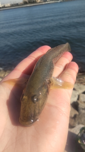 ハゼの釣果