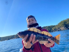 アイナメの釣果