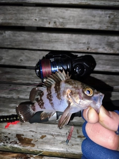 シロメバルの釣果