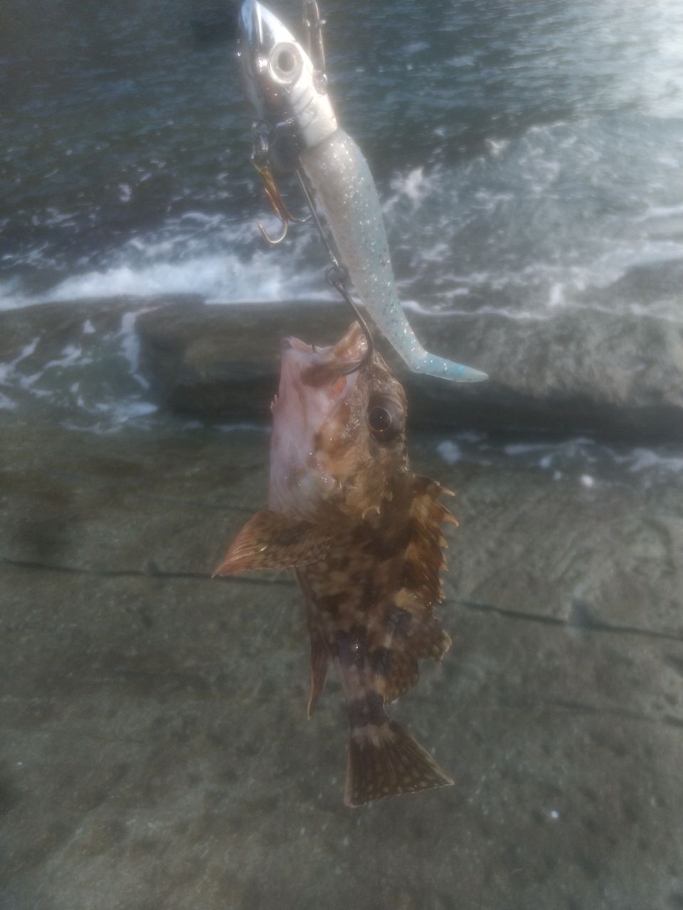 カサゴ