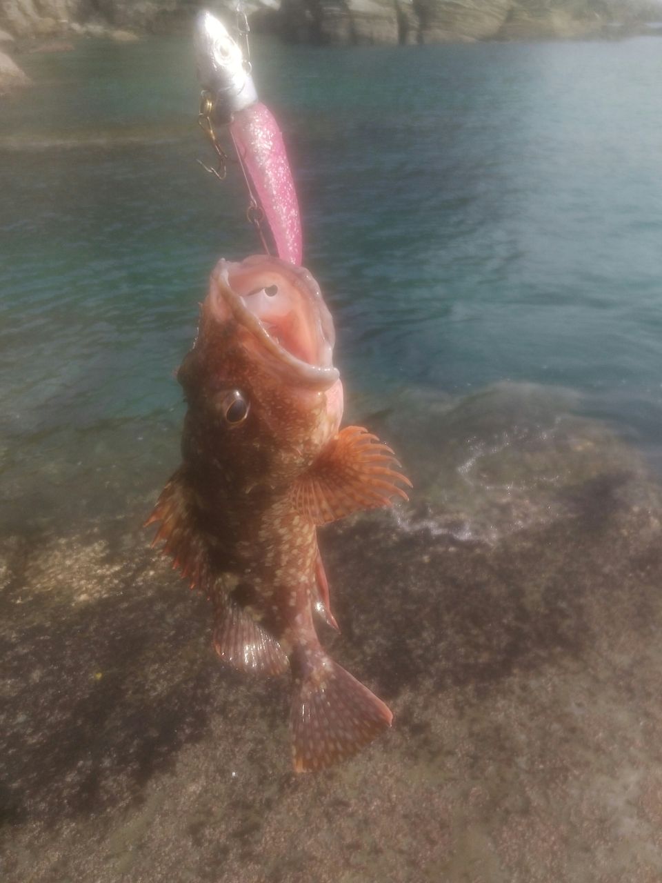 カサゴ