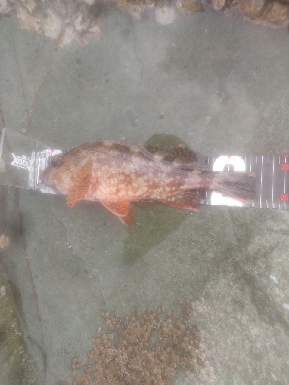 カサゴ