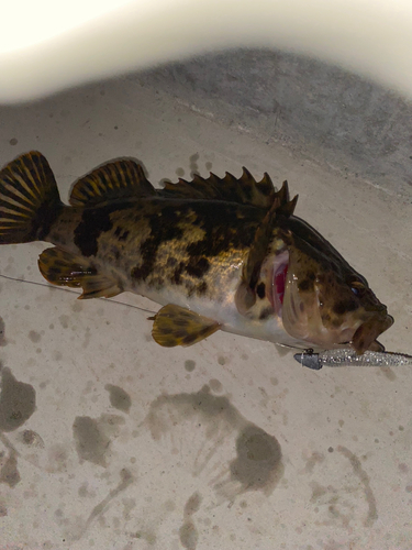 タケノコメバルの釣果