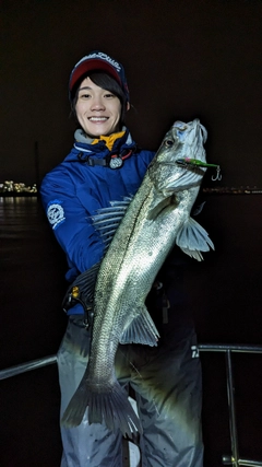 シーバスの釣果