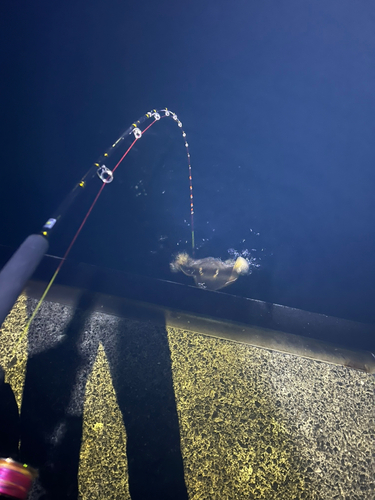 エイの釣果