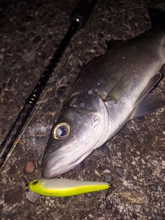 セイゴ（ヒラスズキ）の釣果