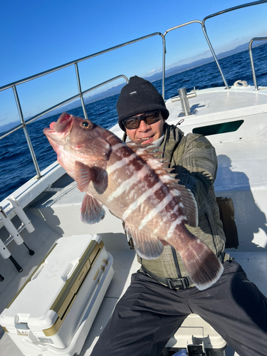 マハタの釣果