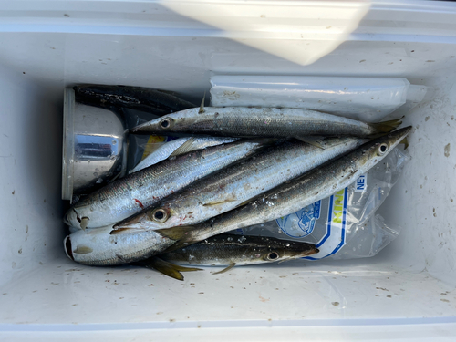 カマスの釣果