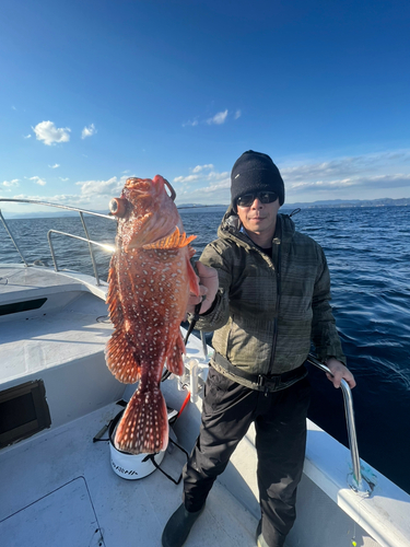 ウッカリカサゴの釣果