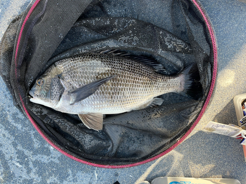 クロダイの釣果