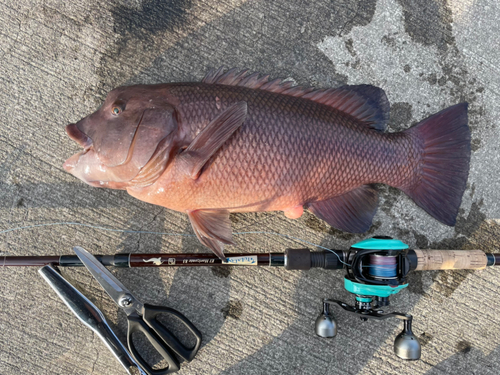 コブダイの釣果