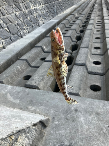 エソの釣果