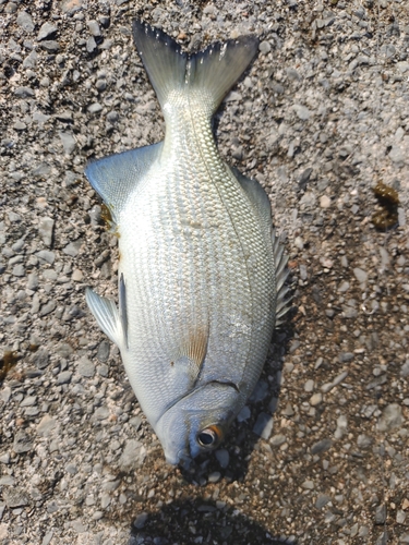 イスズミの釣果