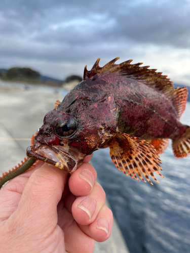 ヨロイメバルの釣果