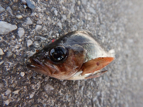 アカメバルの釣果