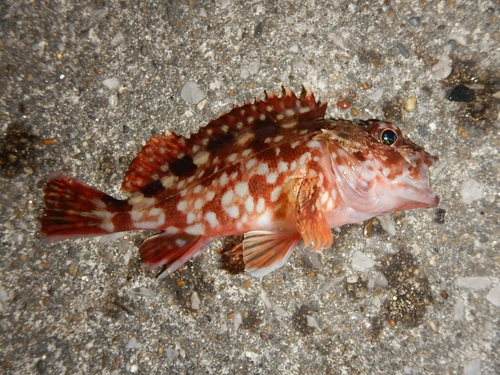 カサゴの釣果