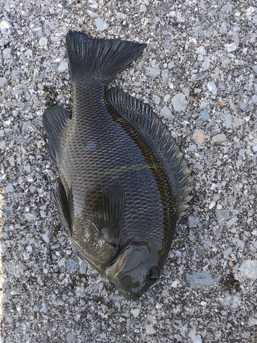 オキナメジナの釣果