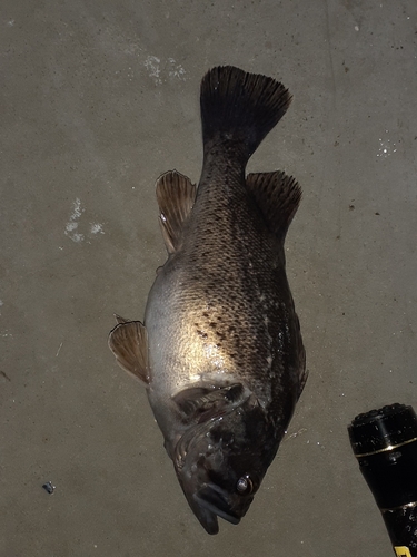 クロソイの釣果