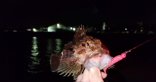 ガシラの釣果