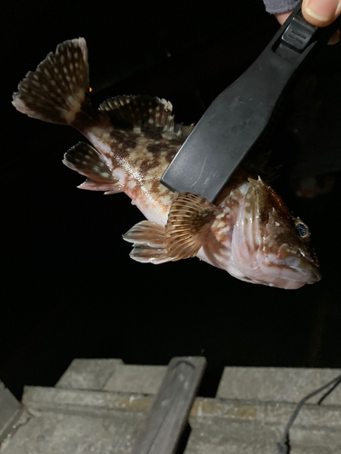 カサゴの釣果