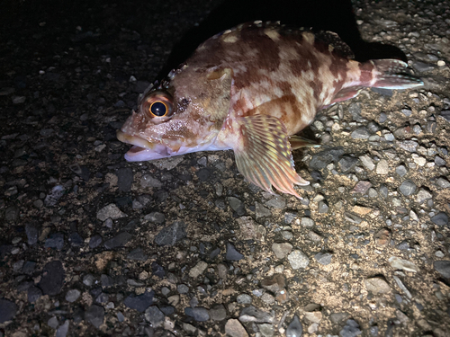 カサゴの釣果