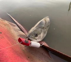 タイリクスズキの釣果