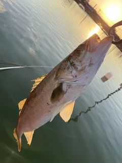 タイリクスズキの釣果