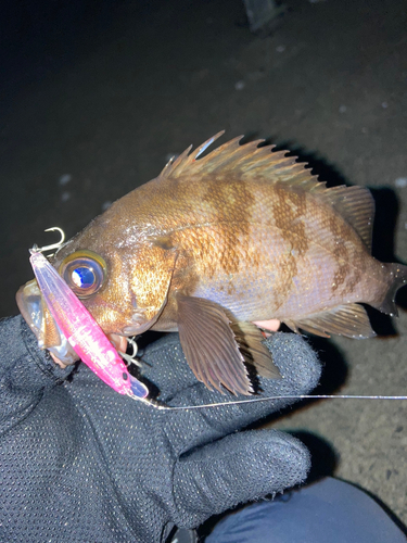 シロメバルの釣果