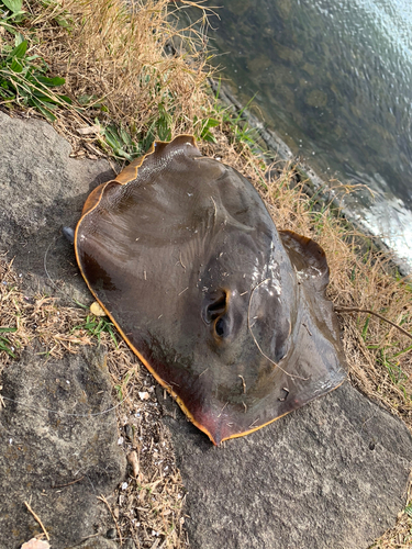 エイの釣果