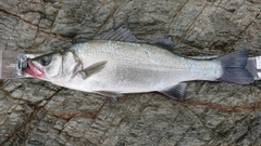 フッコ（ヒラスズキ）の釣果