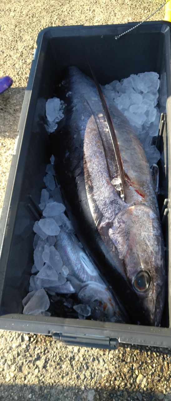 ちためっつさんの釣果 3枚目の画像