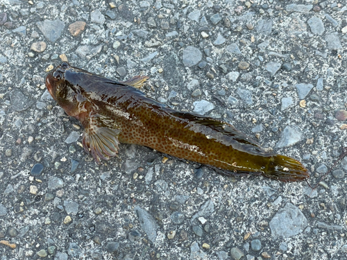 ウミタナゴの釣果