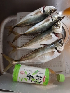 ヒラアジの釣果