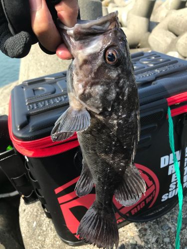 クロソイの釣果