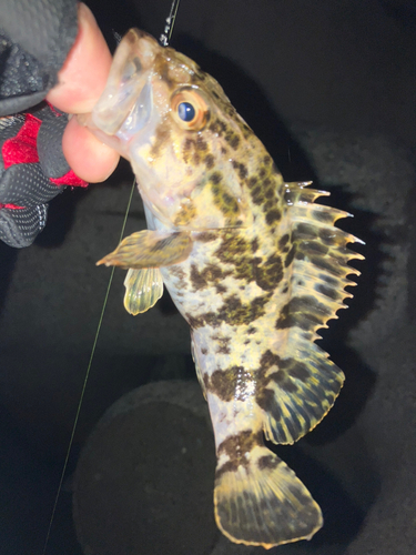 タケノコメバルの釣果