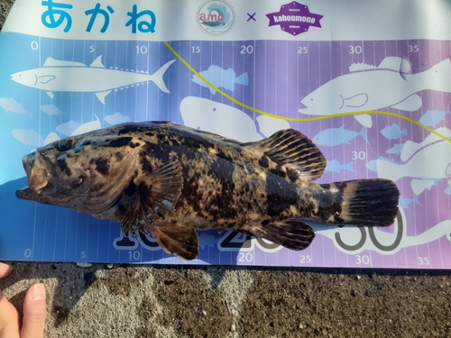 ベッコウゾイの釣果