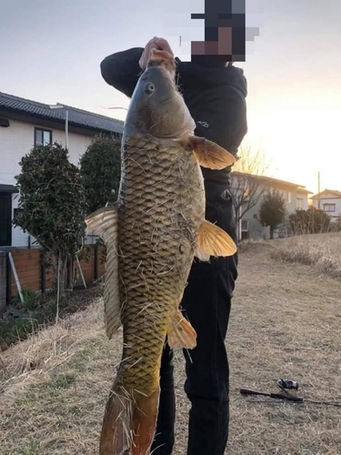 コイの釣果