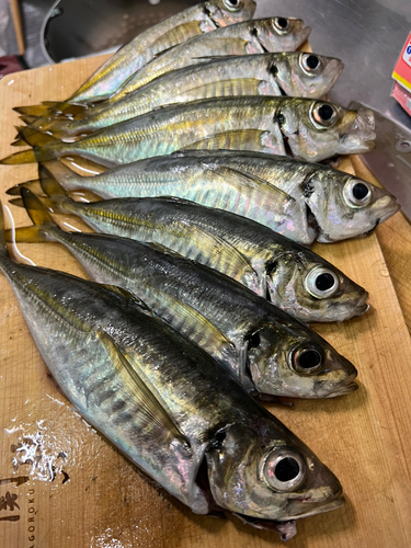 アジの釣果