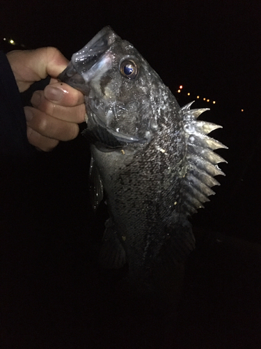 ソイの釣果